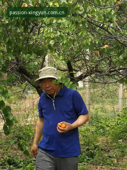 杏运体育平台T7K3最新动态：技术深度解析与正版下载指南